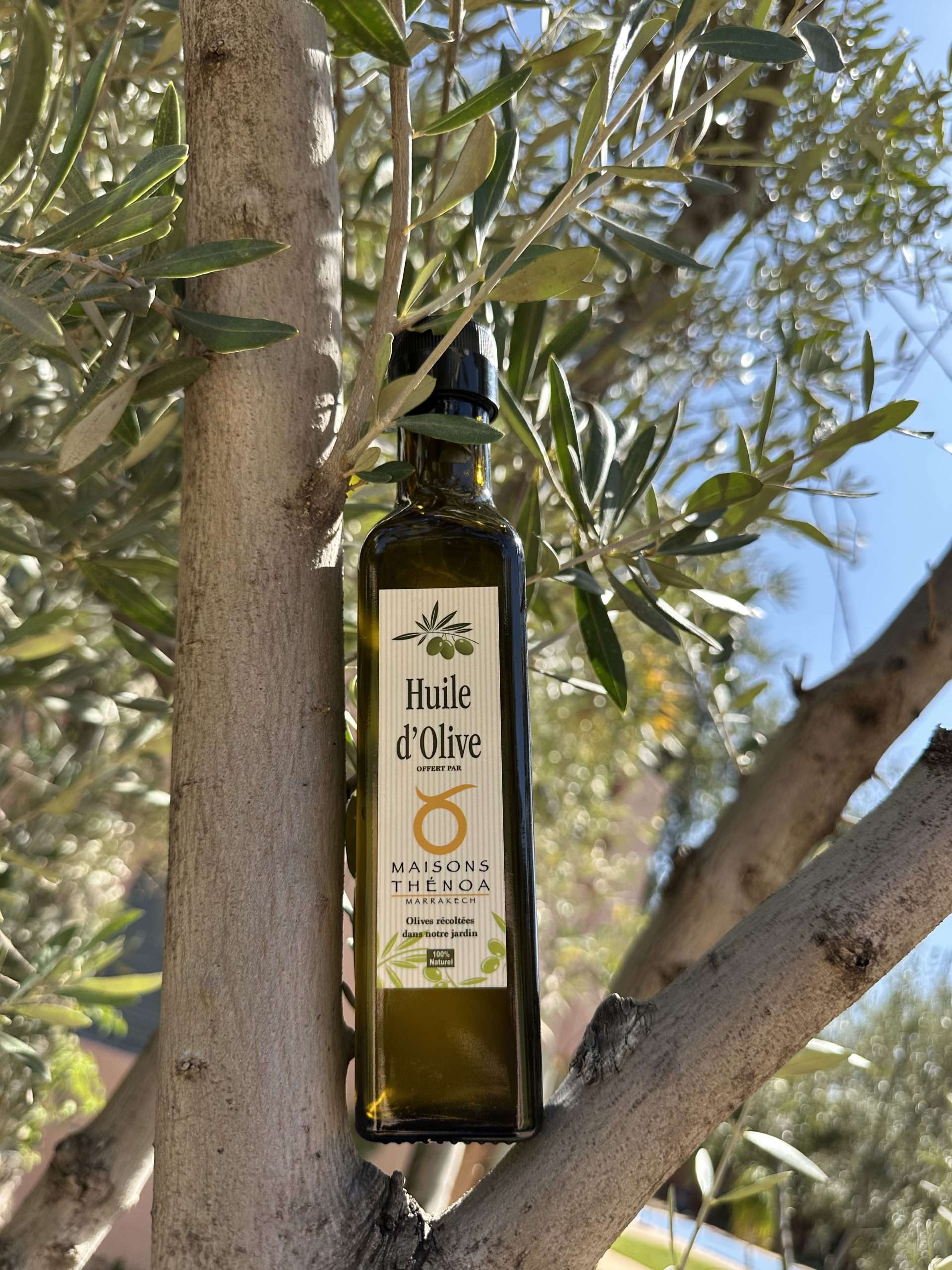 olive 3